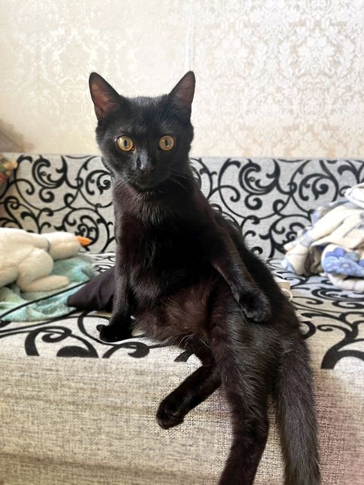 Черный котик в любящие и добрые руки