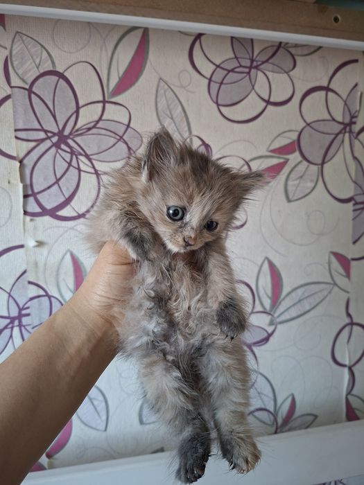 Отдам котят бесплатно
