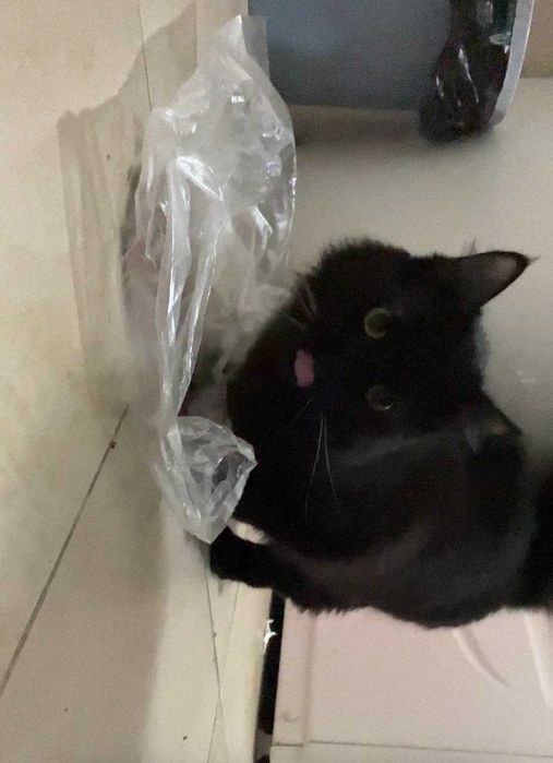 Отдам в добрые руки черного кота