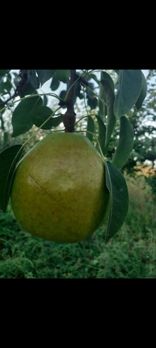 Pomi fructiferi certificati