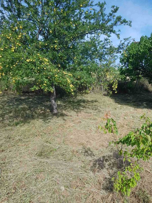 Продава се Земеделски имот в Видин, Химик -  кв.м за 4590 €/дка - Снимка #5