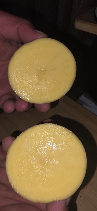 Картошка семена сорт Галла