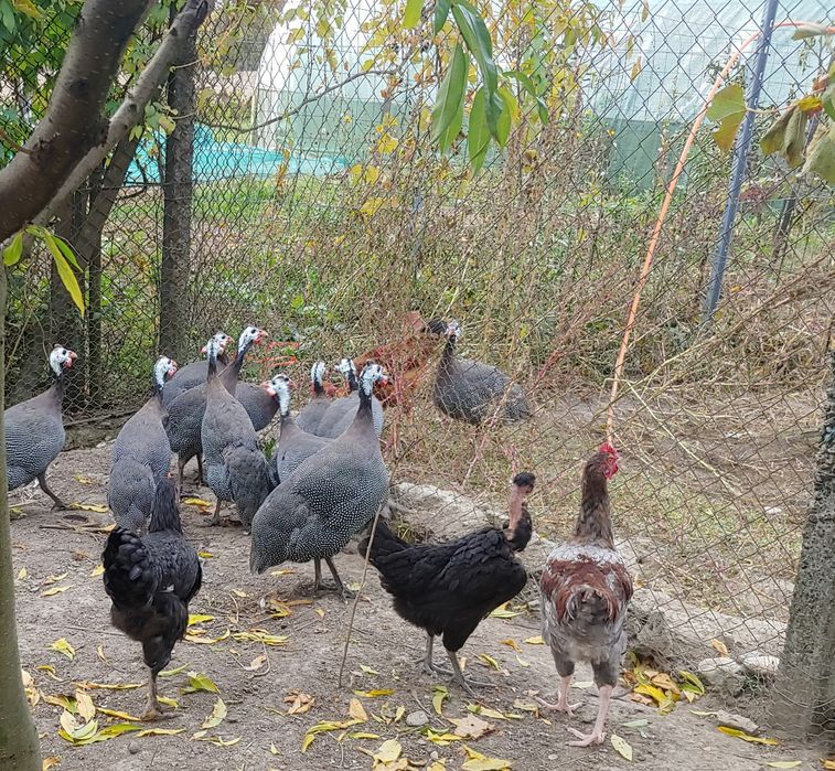 Bibilici pirchite de carne