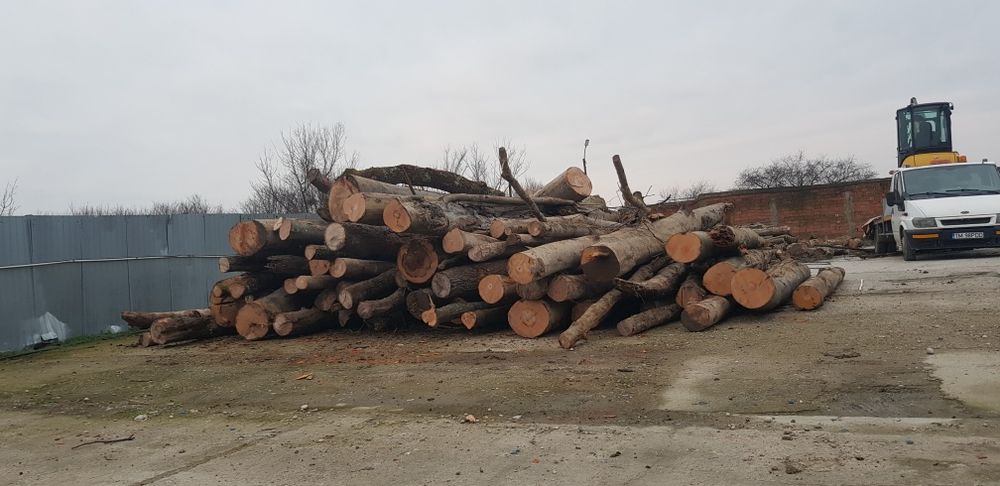 Lemn de foc esența tare fag