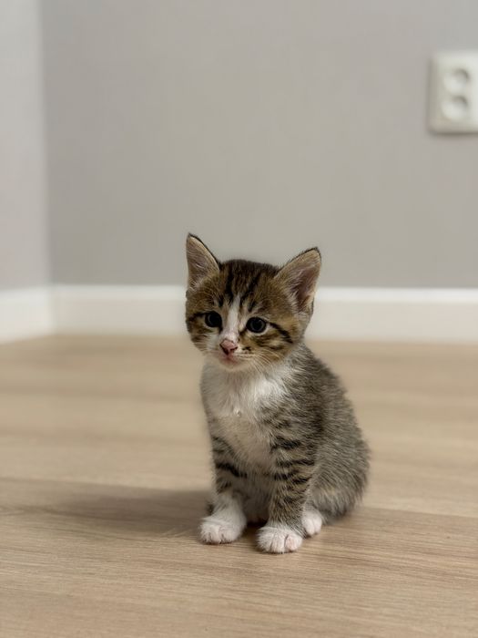 Отдам котят возраст 1,5 месяца