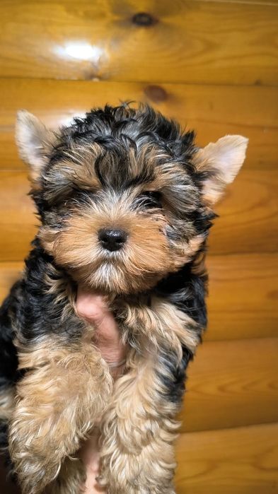 Йоркширские терьеры мальчики