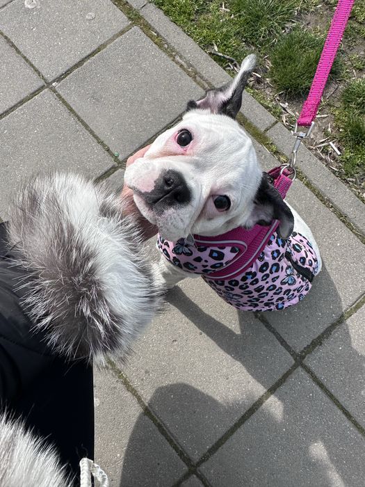 Френски Булдог момиче