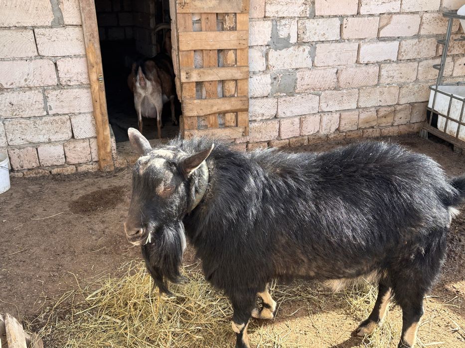 Продается теке (козел) занен