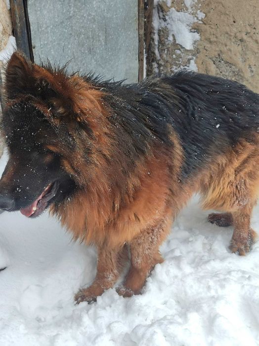 Щенки немецкой овчарки
