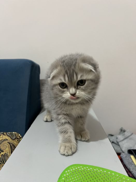 Скоттиш фолд 2та боласи