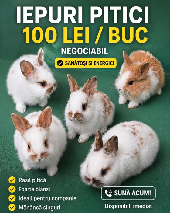 Iepurasi  Rex pitic