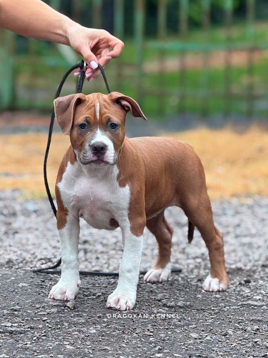 Amstaff cu pedigree