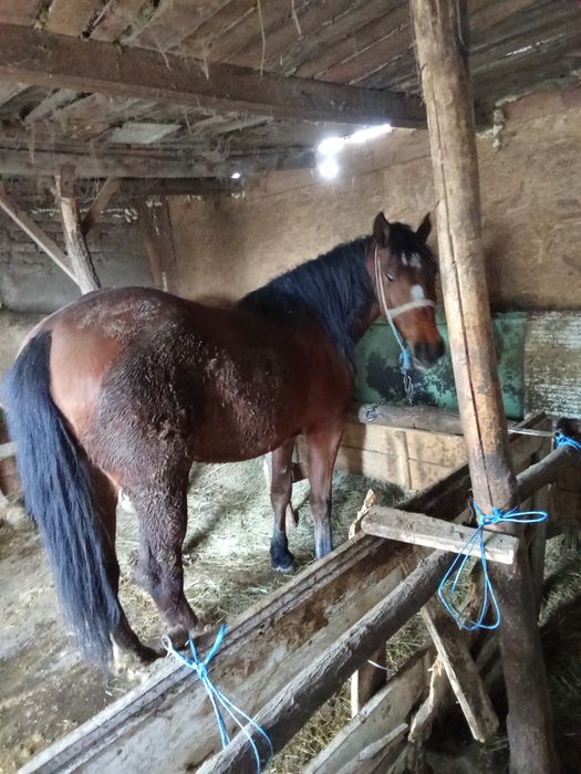 Vând mânză tânără