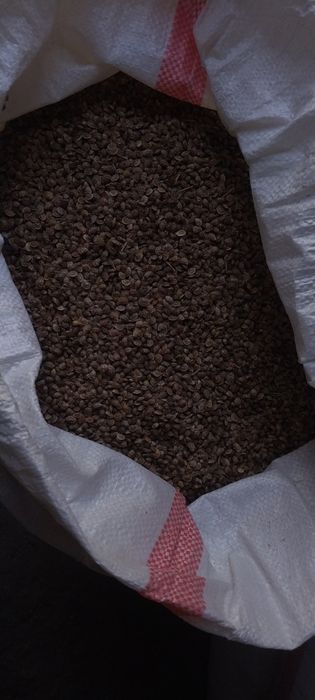 Семена экспорцэта
