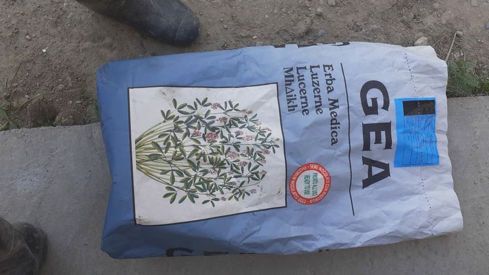 Джеа жоңышқа урығы / Семена люцерна Джеа