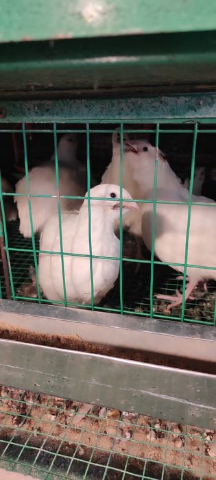 Продам перепелов живьём