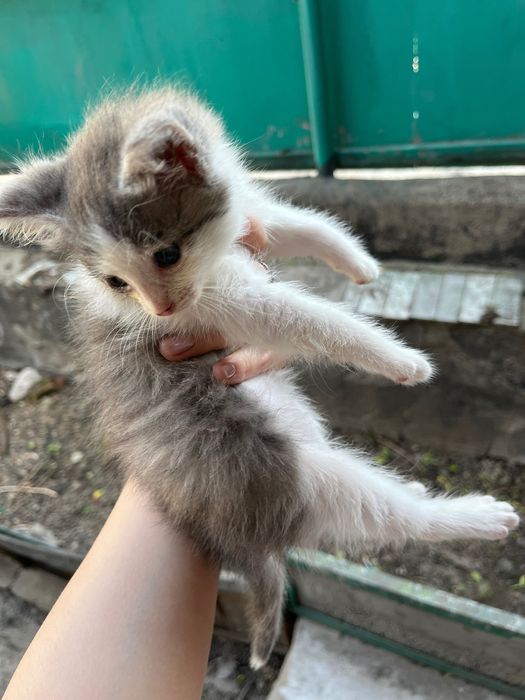 Отдам котят даром