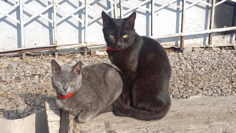 Ұрғашы және Еркек мысықтар