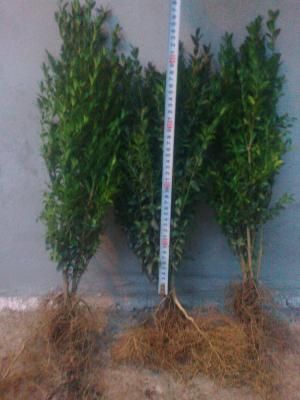 Buxus sinperverius