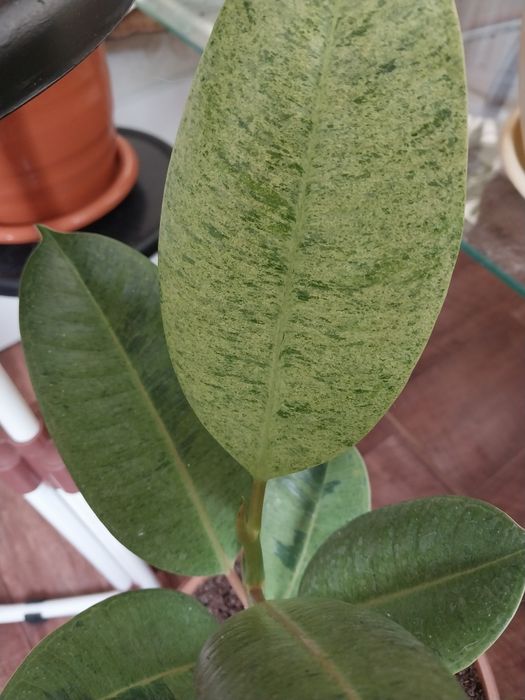 Фикус шривериана