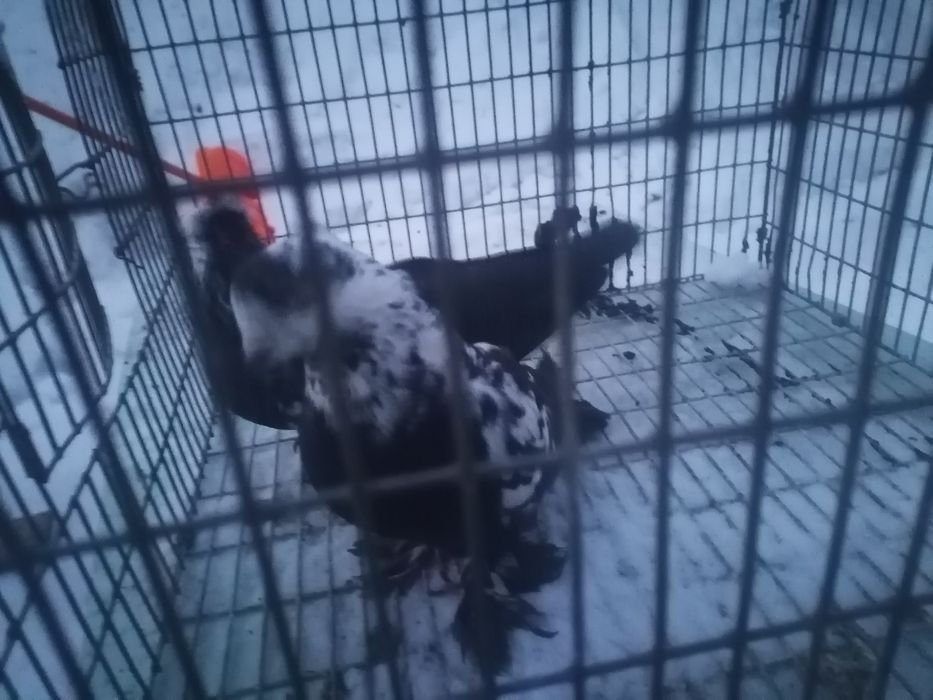 Продам голубей хорошее