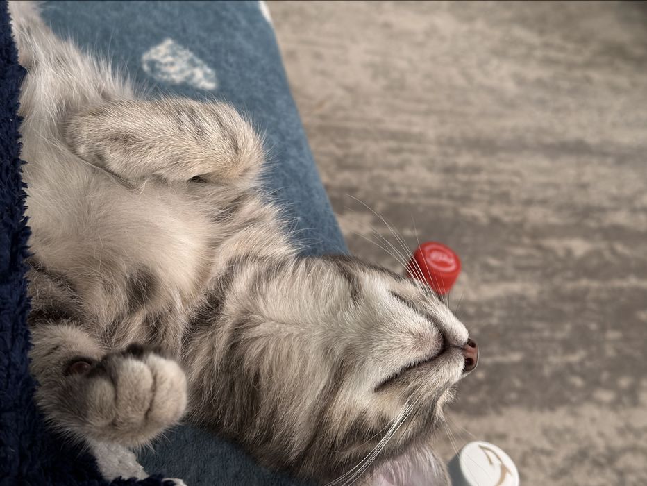 Отдам домашнего котёнка.