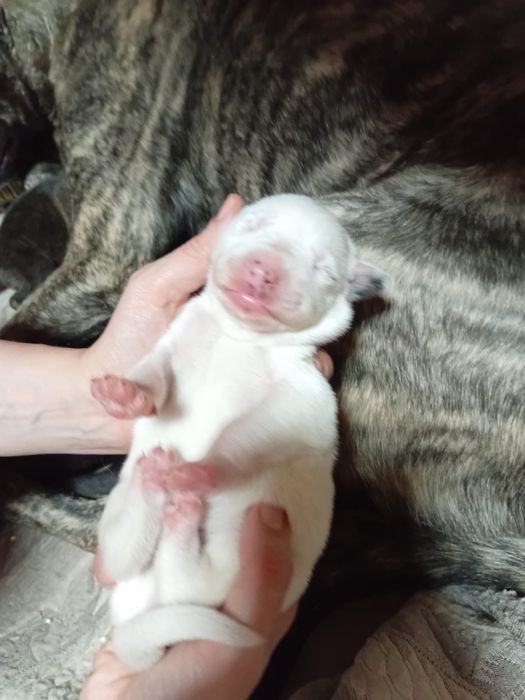 Щенята бесплатно