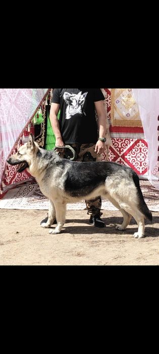 Элитные щенки ВЕО