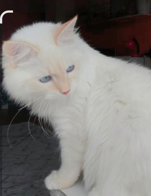 Белоснежный котик 1.5 годика