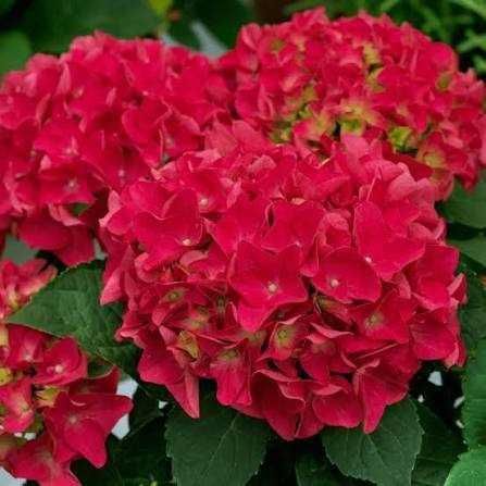 Butaș / Răsad pentru tufa de Hortensia,  fluorescenta bogata
