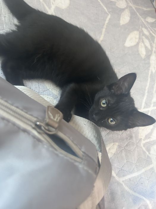 Отдам в добрые руки кошечку
