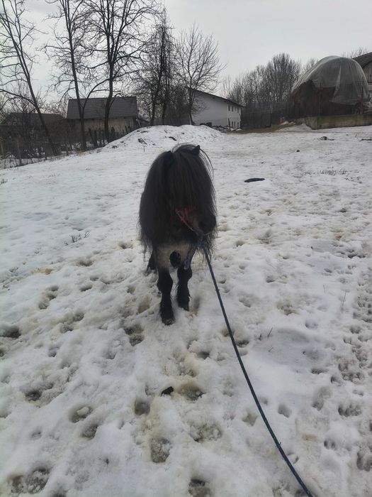 Vând ponei armăsar