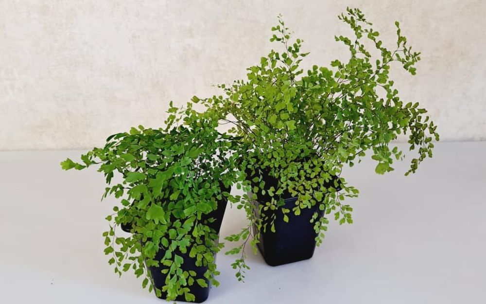 Цветы Цветы Цветы