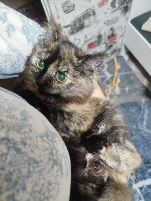 Бесплатно котенок девочка!