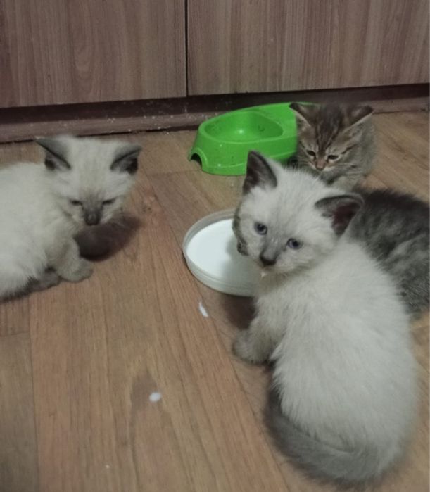 котята бесплатно