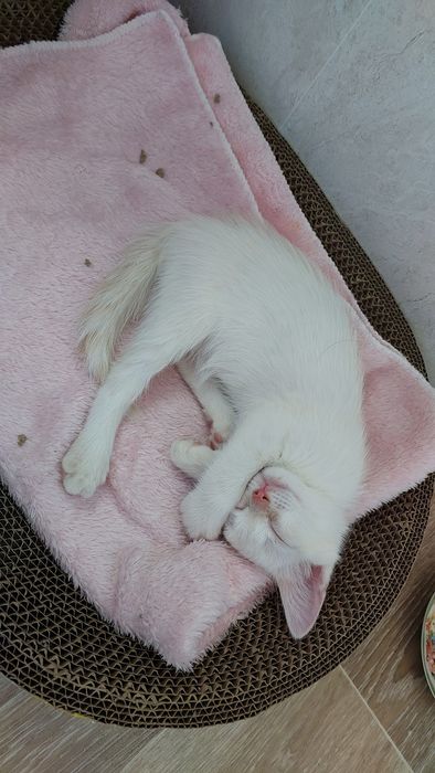 Котенок 2 месяца