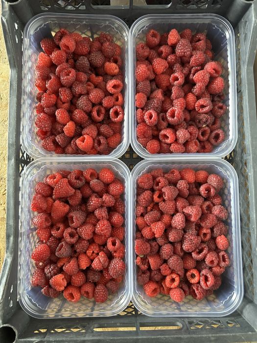 Саженцы малины сорт Мапема