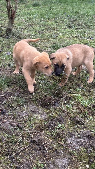 Donez 6 pui de caine