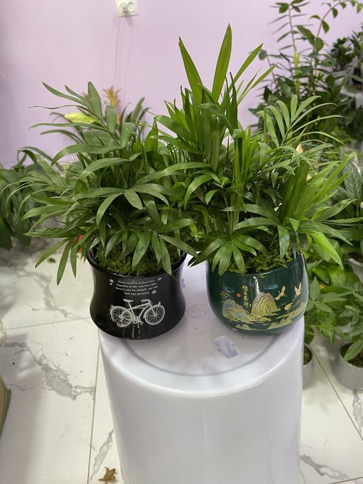 Цветы для дома и офиса. В скидочных ценах