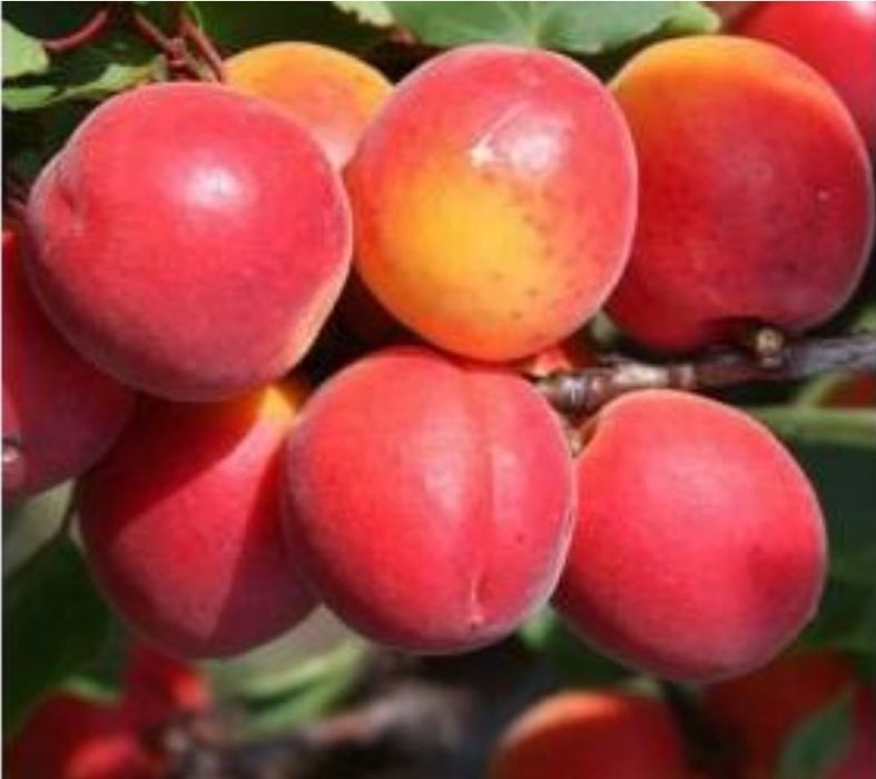 Pomi fructiferi pitici  [Dwarf] soiuri de cais