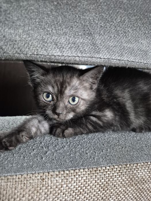 Отдам в добрые руки котят