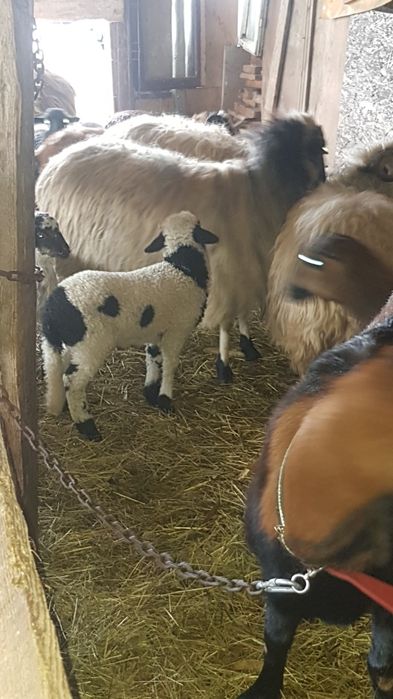 De vanzare 3 oii miore cu 3 meii