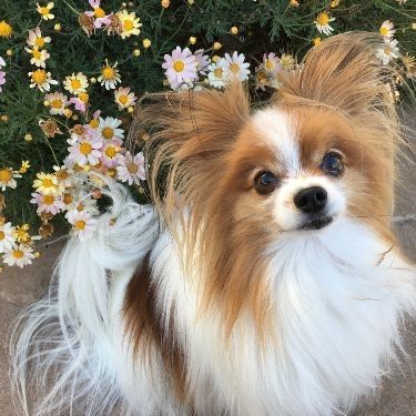 Передержка собак 100