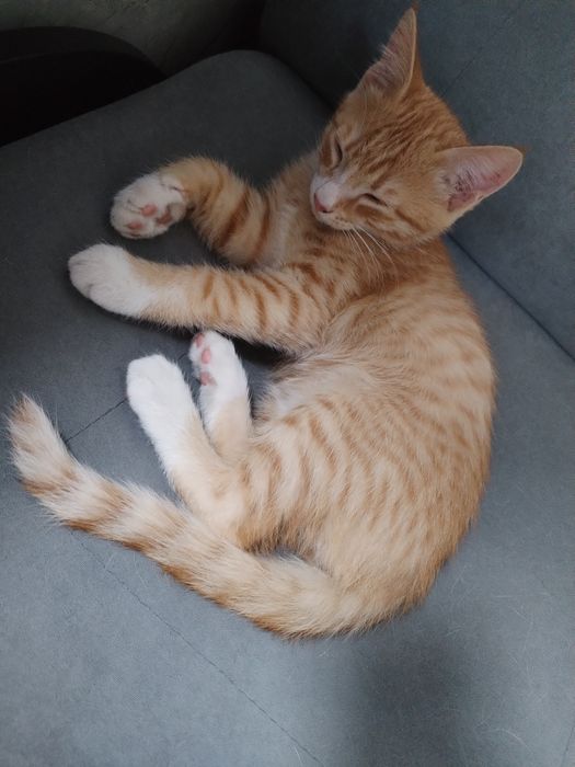 Котята добрые...