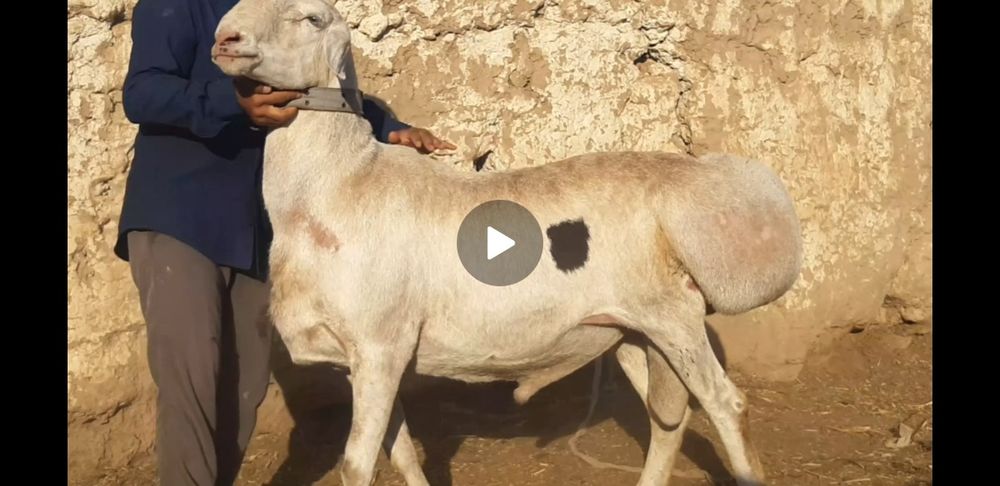 Авғон қучқор элита