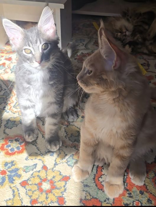 Котята породы Мейнкун
