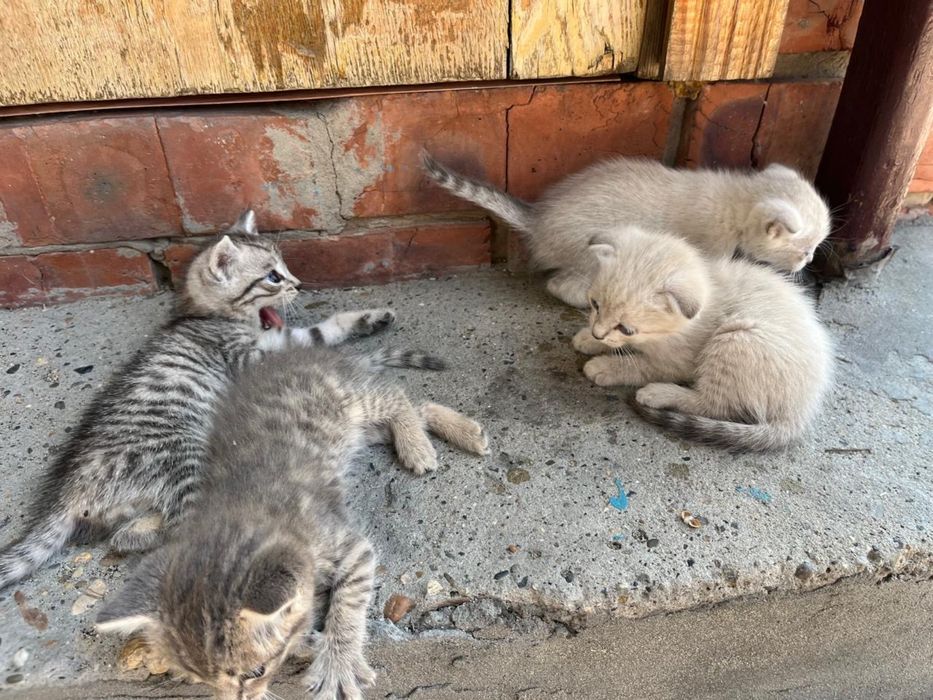 Отдадим котят в хорошие руки