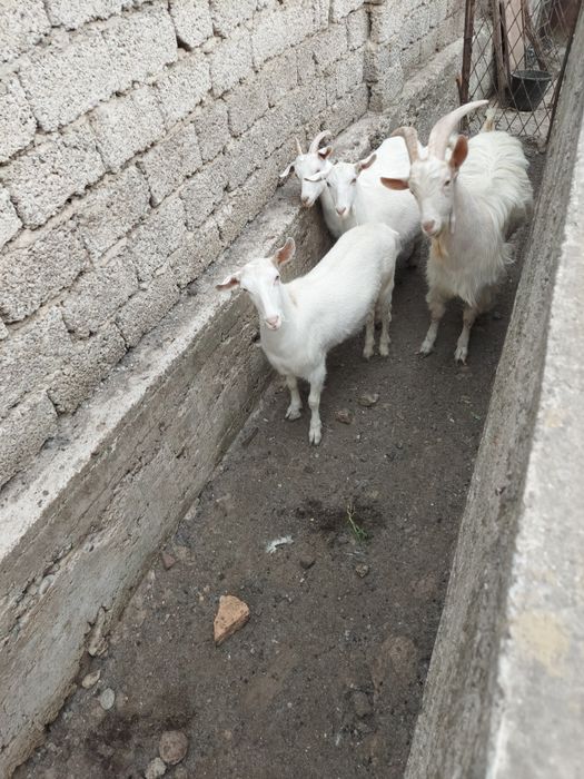 Уйда бокилган серкала сотилади