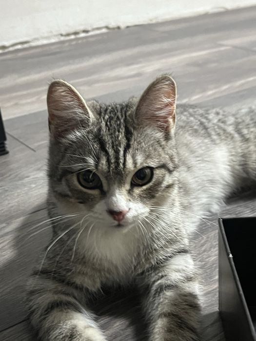 Отдам кота в добрые руки