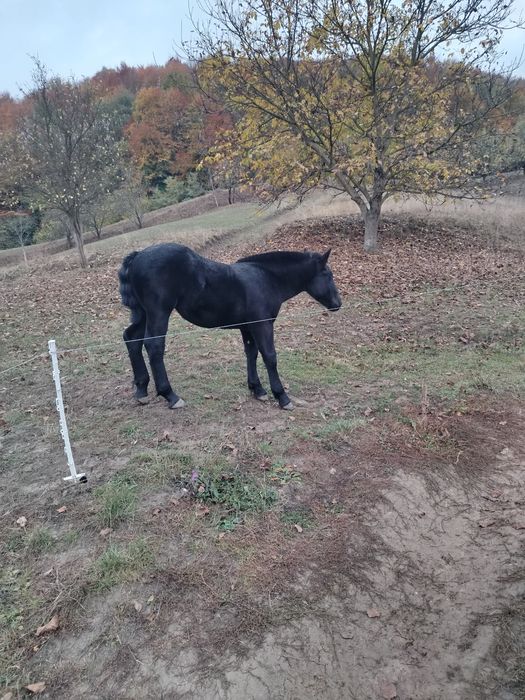 Mânză neagra de vânzare!